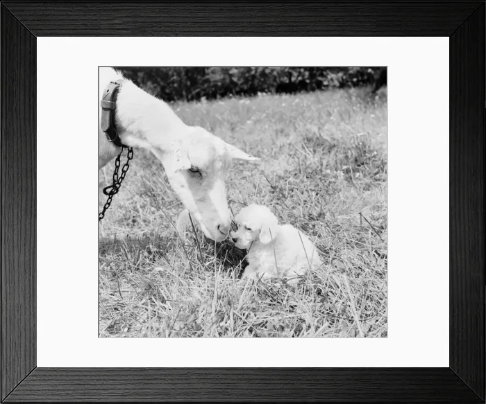 Framed Print : Goat with Poodle dog. June 1953 D3291-001