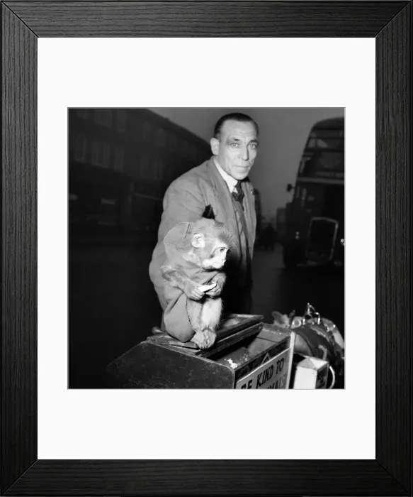 Framed Print : Chas. Stalley : Hurdy - Gurdy man with his monkey. January 1953 D310-002 Framed Print : Chas. Stalley : Hurdy - Gurdy man with his monkey. January 1953 D310-002