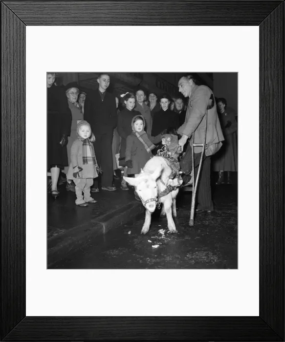 Framed Print : Chas. Stalley : Hurdy - Gurdy man. January 1953 D310 Framed Print : Chas. Stalley : Hurdy - Gurdy man. January 1953 D310