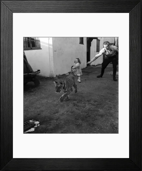 Framed Print : Alexis Kerr with tiger cub. Decemeber 1952 C6025-002 Framed Print : Alexis Kerr with tiger cub. Decemeber 1952 C6025-002