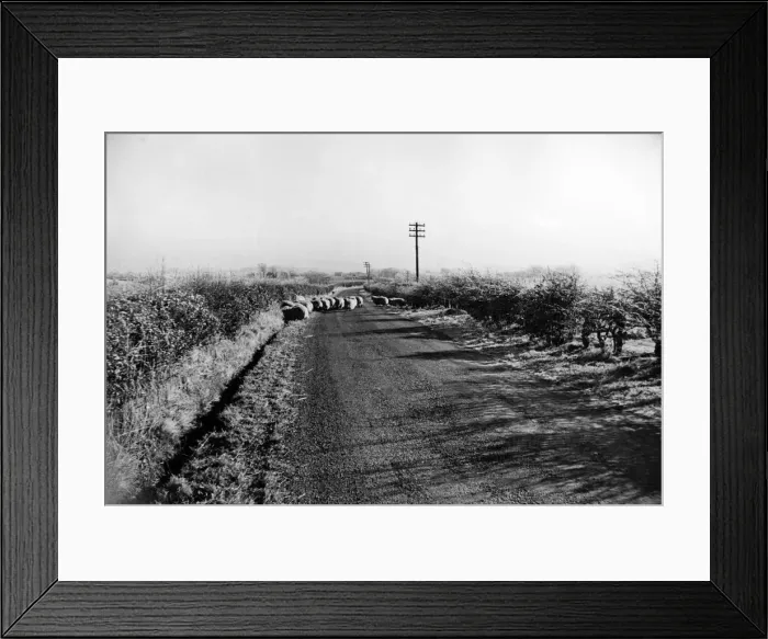 Framed Print : A frosty morning near Lethame Lanarkshire Circa 1950. P000116 Framed Print : A frosty morning near Lethame Lanarkshire Circa 1950. P000116