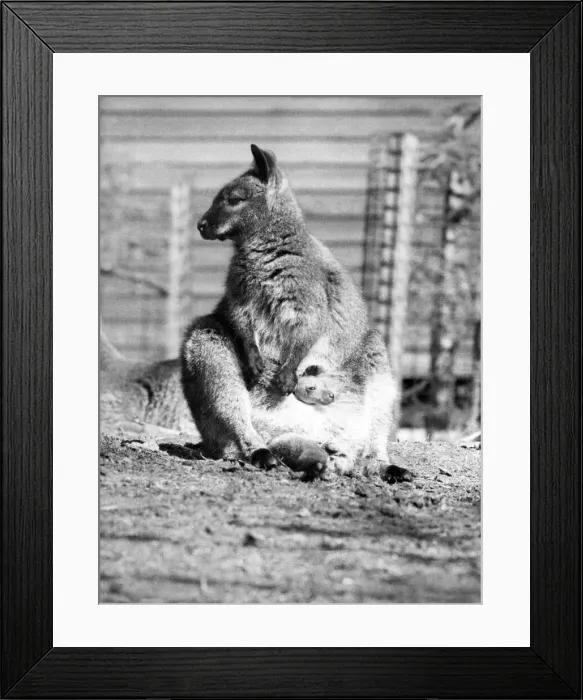 Framed Print : Oh Baby, Its great outside. Roos first glispes of the world from mums pouch Framed Print : Oh Baby, Its great outside. Roos first glispes of the world from mums pouch