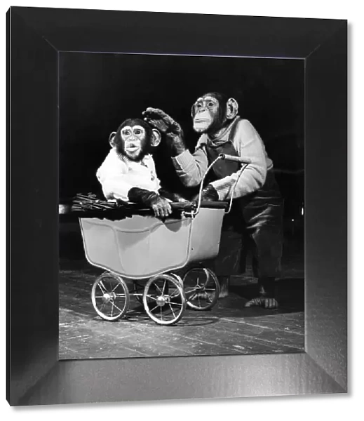 Chimpanzees performing at Bertram Mills Circus. April 1952 P000196