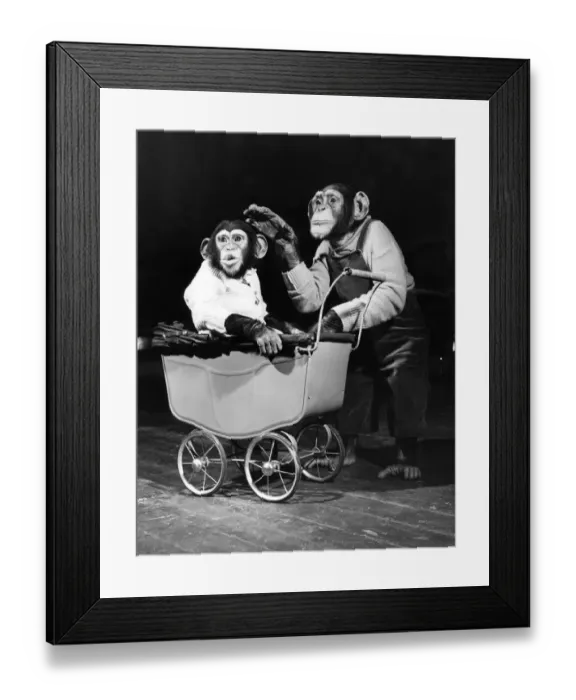 Framed Print : Chimpanzees performing at Bertram Mills Circus. April 1952 P000196 Framed Print : Chimpanzees performing at Bertram Mills Circus. April 1952 P000196