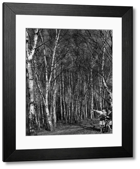 Framed Print : Silver Birch trees at Stanmore, Near. Watford. This Wood is considered to be one of Framed Print : Silver Birch trees at Stanmore, Near. Watford. This Wood is considered to be one of