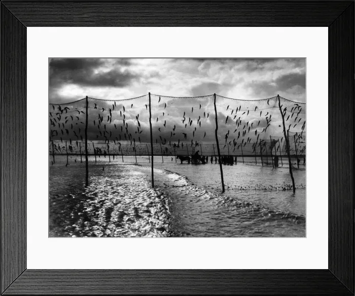Framed Print : Fishing nets set on the sand banks in Rye Bay Sussex. 1930 P000079 Framed Print : Fishing nets set on the sand banks in Rye Bay Sussex. 1930 P000079