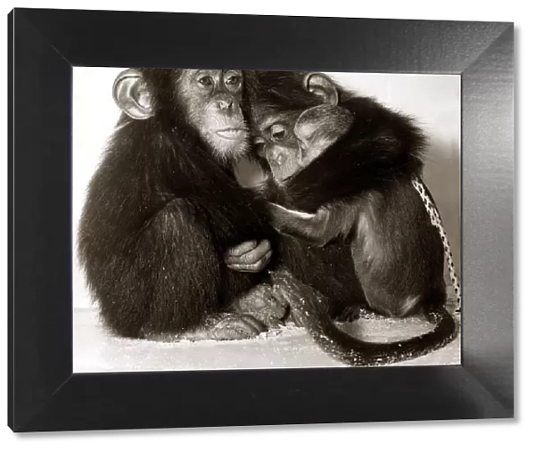 Three chimps share a hug