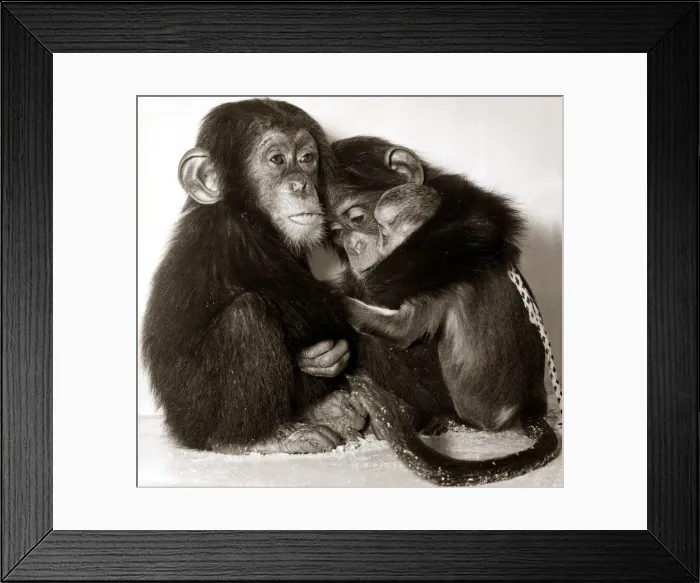Framed Print : Three chimps share a hug Framed Print : Three chimps share a hug