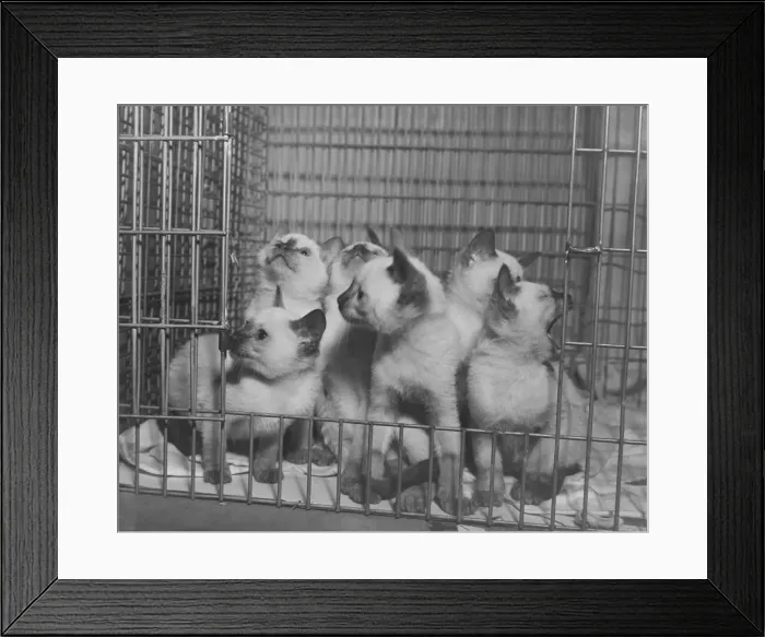 Framed Print : Southern Counties Cat Club Show at Shephards Bush, London. 1950 022462 / 3 Framed Print : Southern Counties Cat Club Show at Shephards Bush, London. 1950 022462 / 3