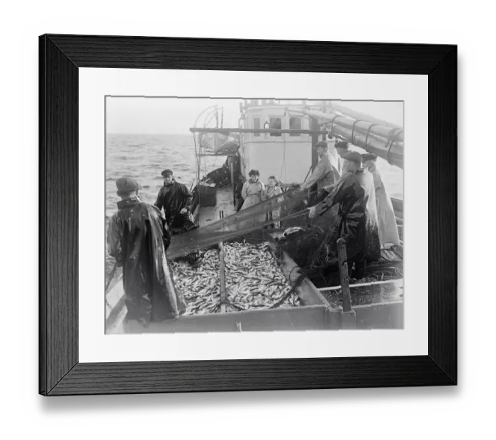 Framed Print : Herring Fishing fleet at Lerwick, Shetland Isles. 1950 Freda Adamson