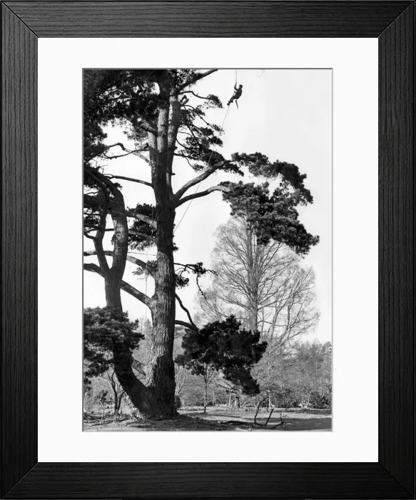Framed Print : Tree Surgeon Well roped for safety, Ian Rose prunes an old pine Framed Print : Tree Surgeon Well roped for safety, Ian Rose prunes an old pine