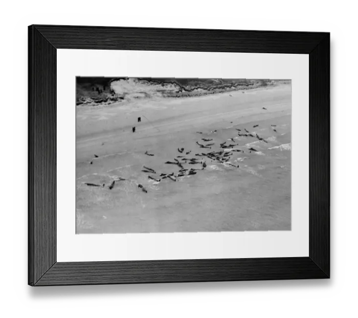 Framed Print : Whales stranded in shallow water at Stronsay Island, Orkney. 1950 023808  /  2