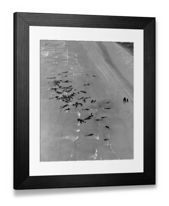 Framed Print : Whales stranded in shallow water at Stronsay Island, Orkney. 1950 023808  /  3