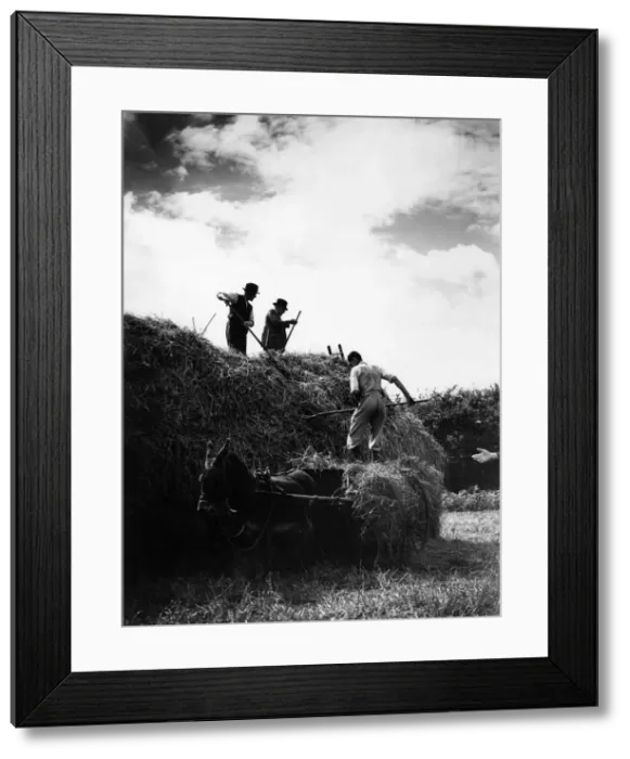 Framed Print : Farming Harvest. Hay being built into a haystack. Circa August 1935 P000243 Framed Print : Farming Harvest. Hay being built into a haystack. Circa August 1935 P000243