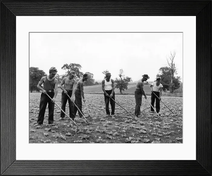 Framed Print : Some of the billetees at Mr. John Camerons market farm, Toot Hill, Ongar Framed Print : Some of the billetees at Mr. John Camerons market farm, Toot Hill, Ongar