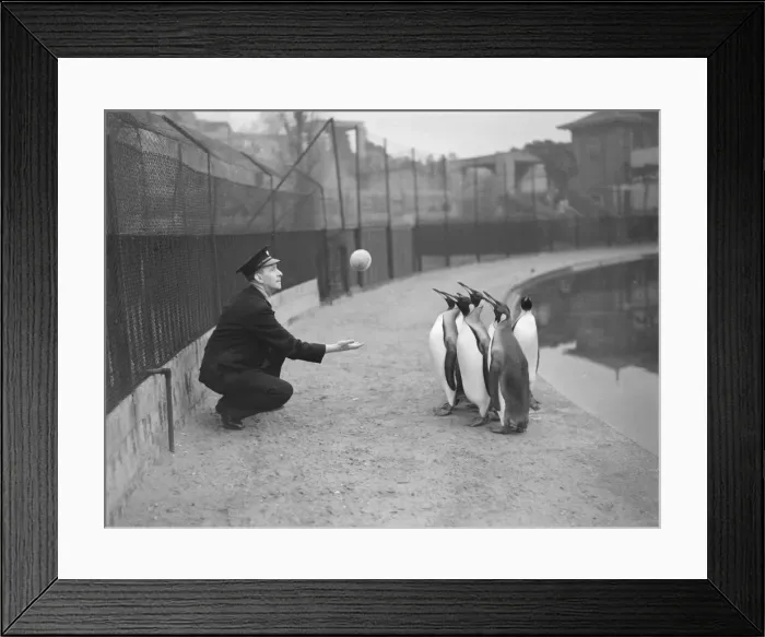 Framed Print : London Zoo Penguins playing with ball. 1950 022835  /  4