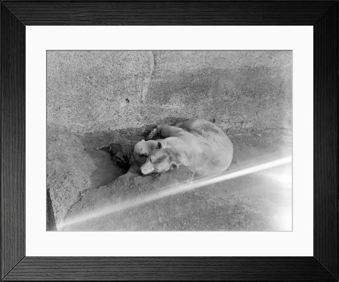Framed Print : Brumas baby Polar Bear at london Zoo. 1950 022989  /  12