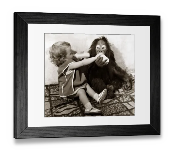 Framed Print : Eighteen month old Tracey Claws lives among the animals in the zoo at Southam near