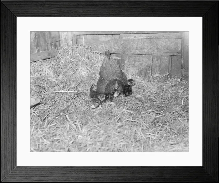 Framed Print : Hen owned by Mrs Sarah Corton of Wombwell, Yorks mothers 4 kittens born to Tibby Framed Print : Hen owned by Mrs Sarah Corton of Wombwell, Yorks mothers 4 kittens born to Tibby