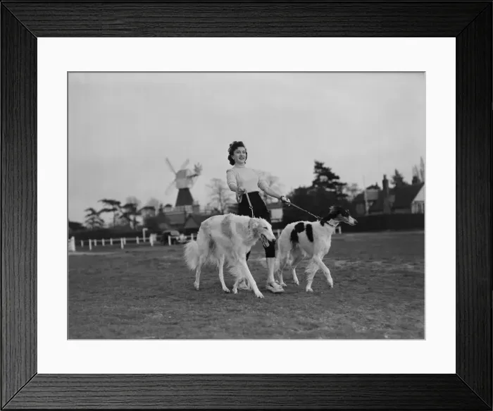 Framed Print : Zene Maishall, film actress, with Barzois dogs Viking and Rena Framed Print : Zene Maishall, film actress, with Barzois dogs Viking and Rena