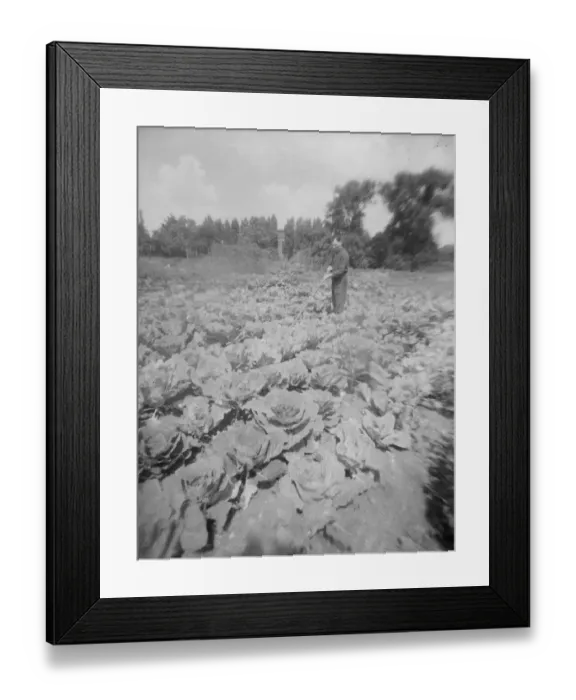 Framed Print : Mr Dickenson tending cabbages allotment in Barnes - taken with lens from chicken