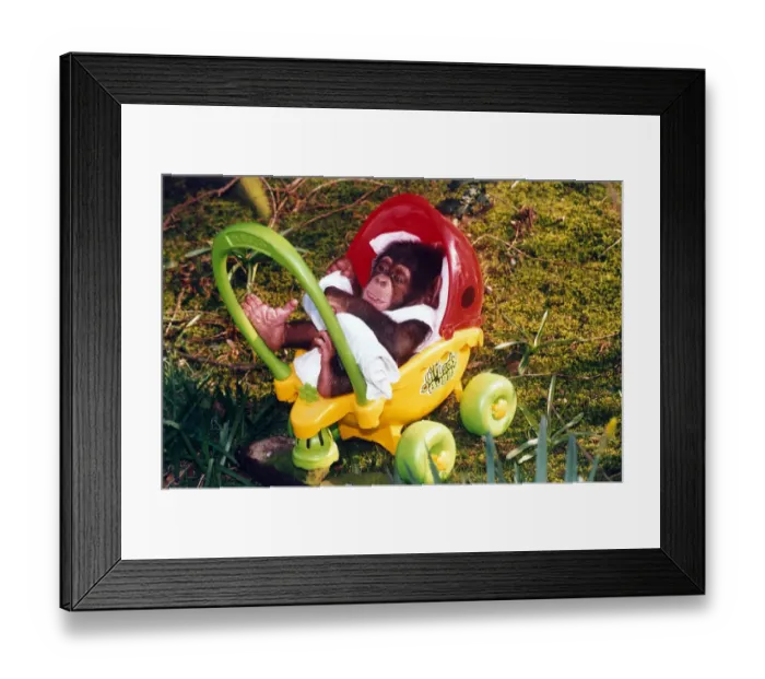 Framed Print : Chimpanzee in buggy - July 1996 Baby chimpanzee