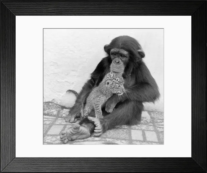 Framed Print : Judy the Chimp seen here with a leopard cub at Leamington Spa Zoo Framed Print : Judy the Chimp seen here with a leopard cub at Leamington Spa Zoo