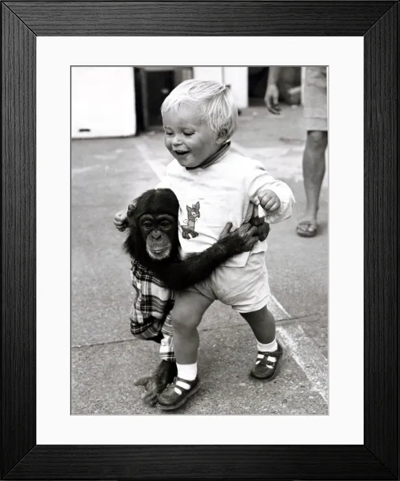 Framed Print : Baby Carl and Fibber McGhee the Chimpanzee - September 1969 Junior member of Framed Print : Baby Carl and Fibber McGhee the Chimpanzee - September 1969 Junior member of