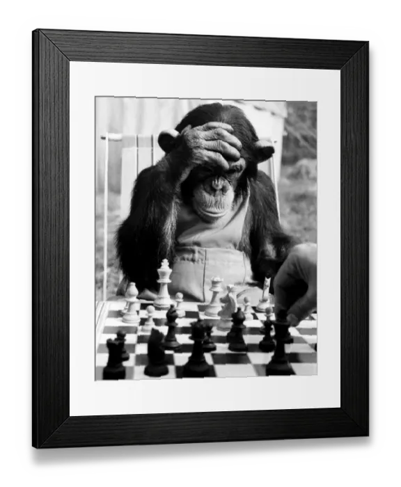 Framed Print : The Champion Chimps. Pepe, the chess champion of Chimp Town Framed Print : The Champion Chimps. Pepe, the chess champion of Chimp Town