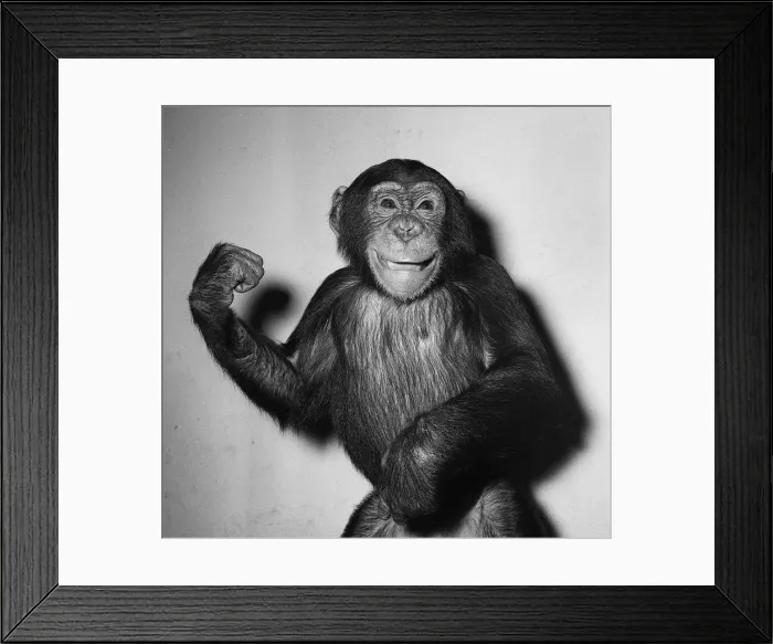 Framed Print : A Chimp 1955 Come and have a go if you think you Framed Print : A Chimp 1955 Come and have a go if you think you