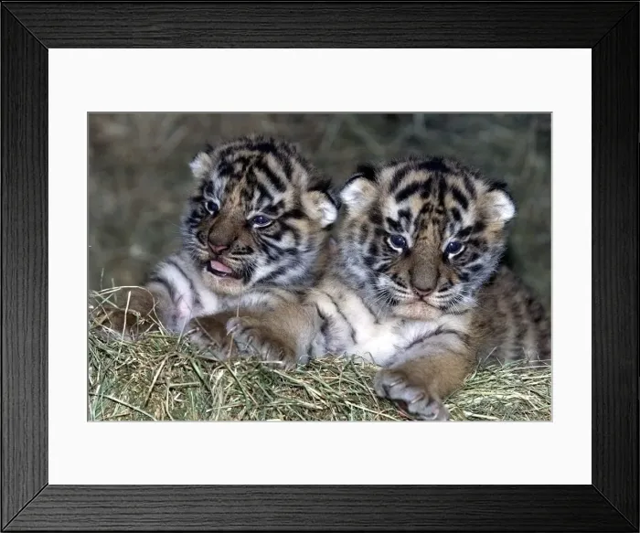 Framed Print : The two month old tiger cubs at the West Midland Safari Park, Bewdley. 1999 Framed Print : The two month old tiger cubs at the West Midland Safari Park, Bewdley. 1999