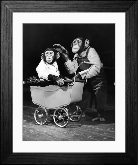 Framed Print : Chimpanzees performing at Bertram Mills Circus. April 1952 Framed Print : Chimpanzees performing at Bertram Mills Circus. April 1952