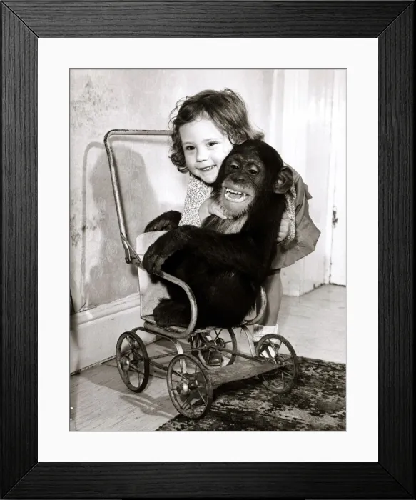 Framed Print : Sammy the Chimp - April 1965 Debbie Gibb daughter of Assistant Framed Print : Sammy the Chimp - April 1965 Debbie Gibb daughter of Assistant