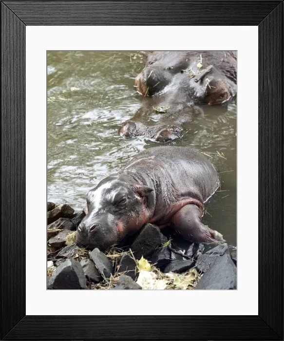 Framed Print : The exhausted baby hippo with mother in backgrounds at the West Midland Safari Park Framed Print : The exhausted baby hippo with mother in backgrounds at the West Midland Safari Park