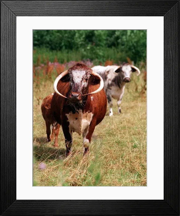Framed Print : Shorthorn cattle. July 1999 Framed Print : Shorthorn cattle. July 1999