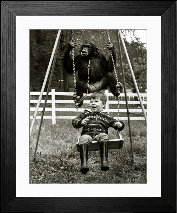 Framed Print : Charlie the Chimp on swing - November 1969 2 year old David Cawley enjoys a Framed Print : Charlie the Chimp on swing - November 1969 2 year old David Cawley enjoys a