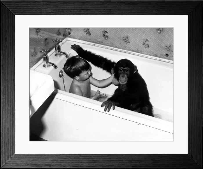 Framed Print : Children - Animals Chimps Young David Cawley and his pal Charles the Chimp in