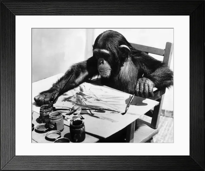 Framed Print : Congo the young chimpanzee belonging to Granada Television Network Limited is pictured Framed Print : Congo the young chimpanzee belonging to Granada Television Network Limited is pictured