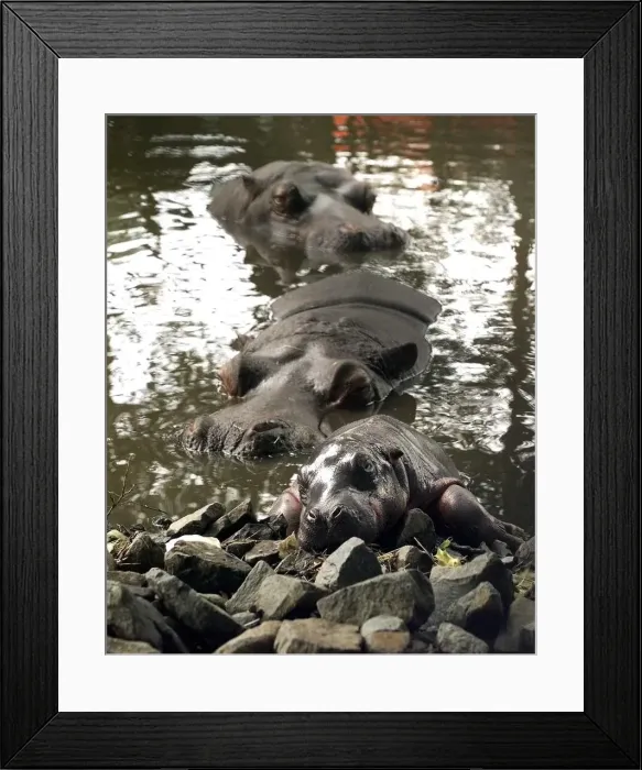 Framed Print : The exhausted baby hippo and mother and father at the West Midland Safari Park, Bewdley Framed Print : The exhausted baby hippo and mother and father at the West Midland Safari Park, Bewdley