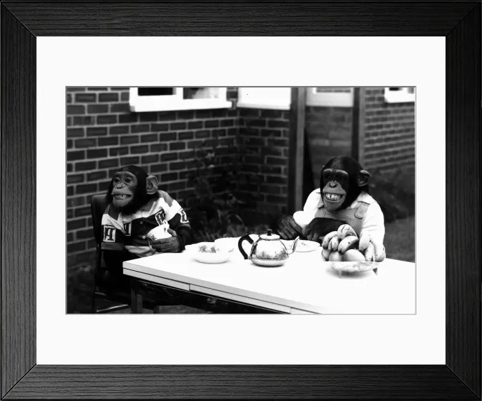 Framed Print : Chimpanzees tea party, October 1973 Framed Print : Chimpanzees tea party, October 1973