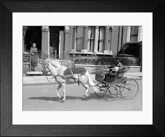 Framed Print : Monkeys Chimpanzees A Monkey holds the reins as it rides along in a pony Framed Print : Monkeys Chimpanzees A Monkey holds the reins as it rides along in a pony