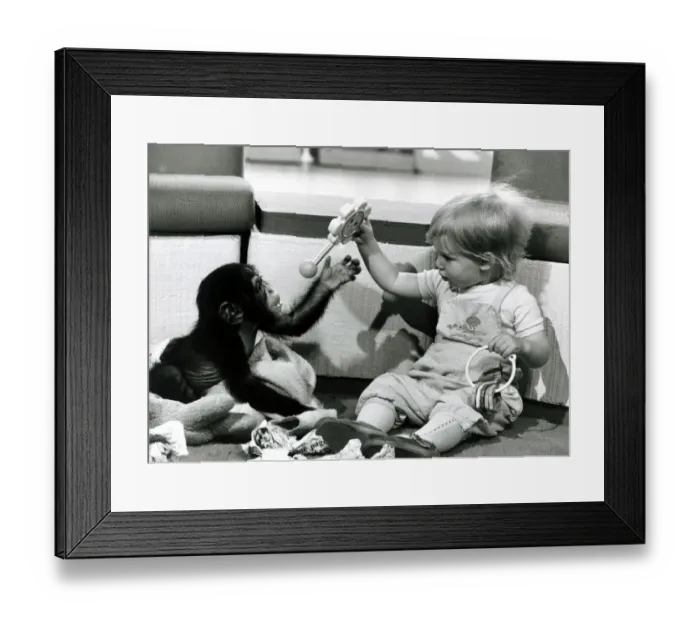 Framed Print : Children - Animals Chimps - May 1982 A Chimps Toy Party Framed Print : Children - Animals Chimps - May 1982 A Chimps Toy Party