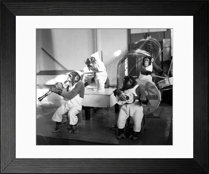 Framed Print : Bertrand Mills Orchestra Chimps orchestra Framed Print : Bertrand Mills Orchestra Chimps orchestra
