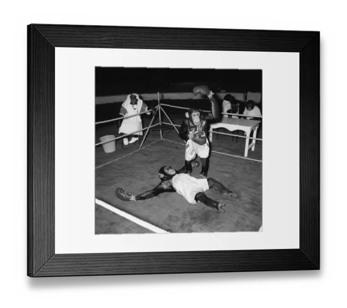 Framed Print : Chimps boxing match at Bertram Mills Circus 1955