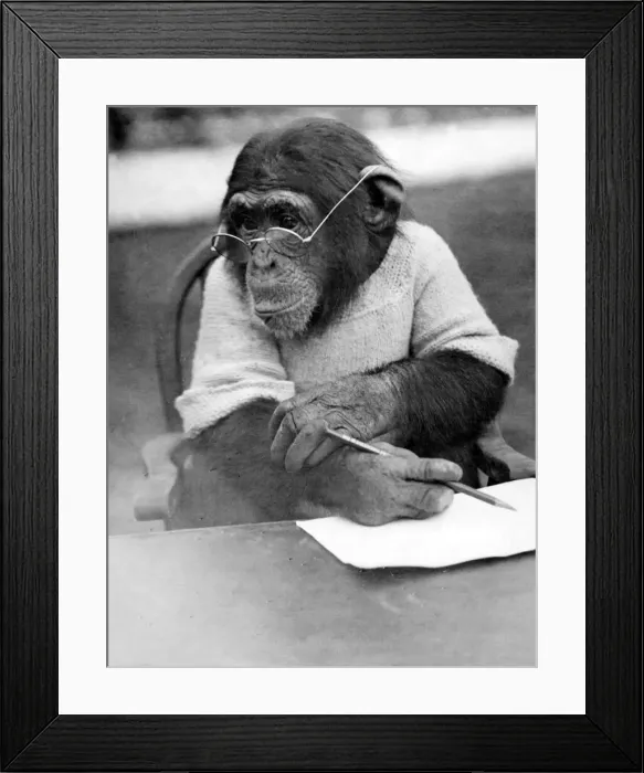 Framed Print : Mike the clever Chimpanzee looks for inspiration. April 1926 Framed Print : Mike the clever Chimpanzee looks for inspiration. April 1926