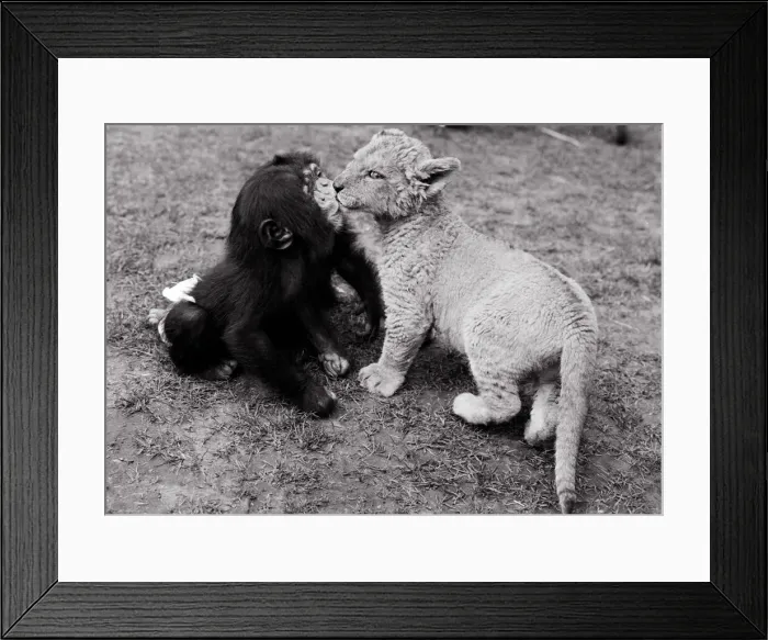 Framed Print : Two chimpanzees give a lioness cub a kiss at Chester Zoo Framed Print : Two chimpanzees give a lioness cub a kiss at Chester Zoo