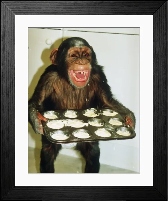 Framed Print : Sally the chimpanzee 1991 carrying baking tray of biscuits Framed Print : Sally the chimpanzee 1991 carrying baking tray of biscuits