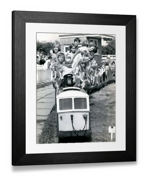Framed Print : Louis the Chimp takes kids for a ride- July 1987 Twycross Zoo, 1980s