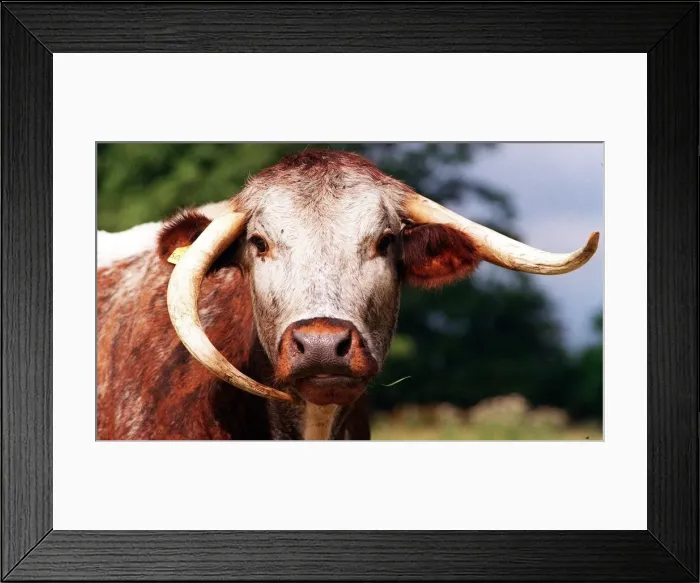 Framed Print : A Shorthorn Organic Cow. July 1999 Framed Print : A Shorthorn Organic Cow. July 1999