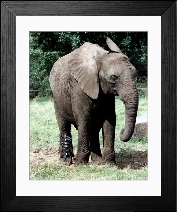 Framed Print : Five'the elephant with the special boot on to protect its sprained ankle Framed Print : Five'the elephant with the special boot on to protect its sprained ankle